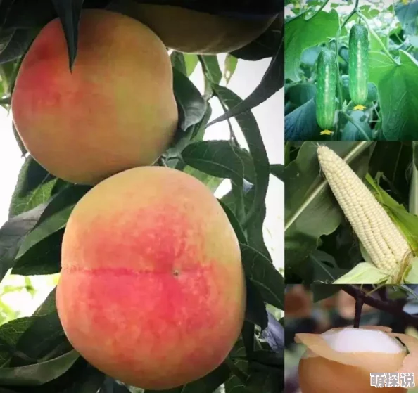 乐高无限最新热门农作物大全汇总：全面探索各类种植作物