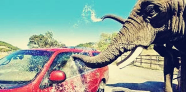 最新zooskoovideos美国探索动物世界精彩瞬间揭秘自然奇观