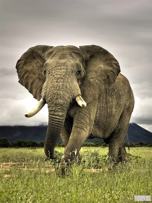 最新zooskoovideos美国探索动物世界精彩瞬间揭秘自然奇观