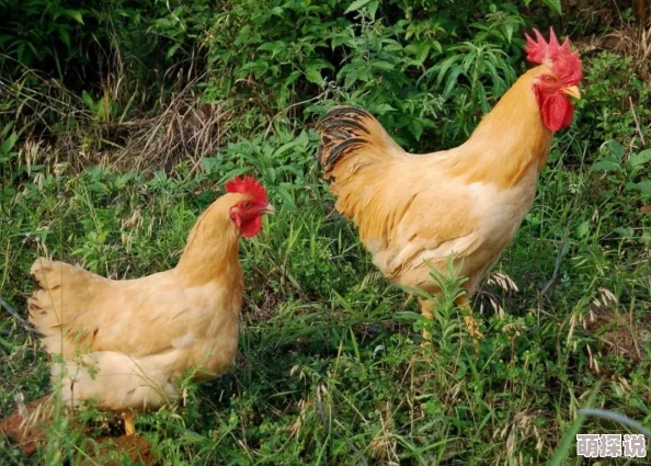 成年人黄色片鸡鸡免费看久久99反映了某些群体对色情内容的需求及网络传播的现状