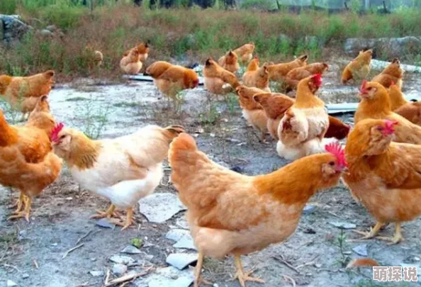 成年人黄色片鸡鸡免费看久久99反映了某些群体对色情内容的需求及网络传播的现状