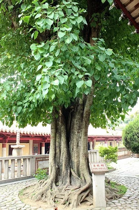 菩提树图片2025佛系青年新宠净化心灵首选绿植